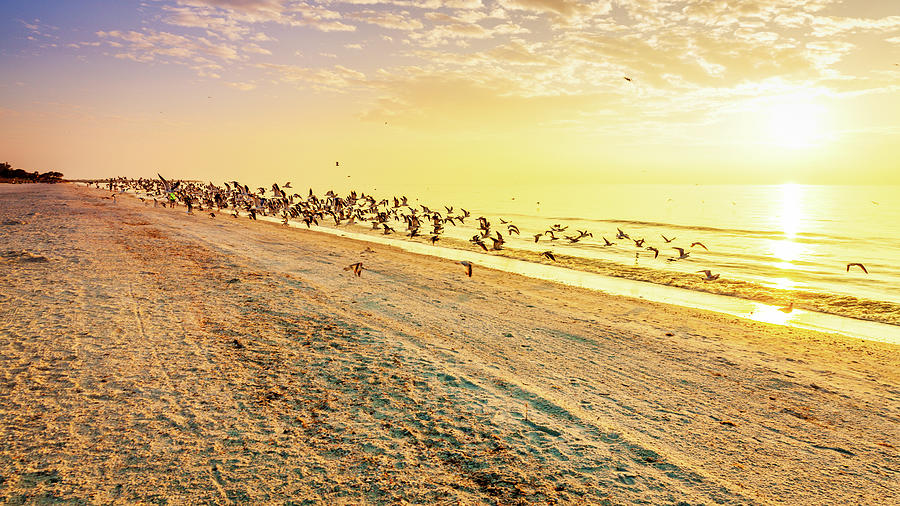 Seagulls flight Photograph by Alexey Stiop