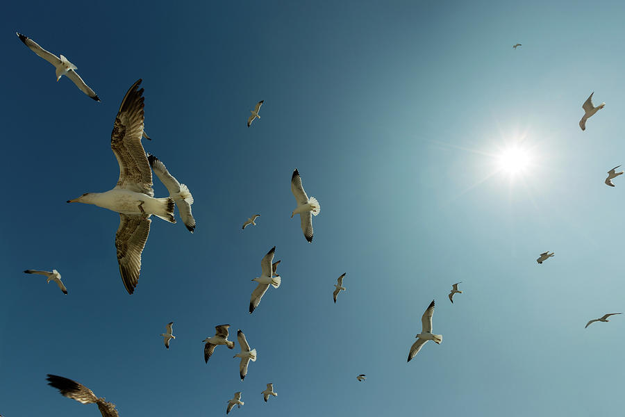 Seagulls Fly In Blue Sky With Sun Photograph by Mikhail Kokhanchikov
