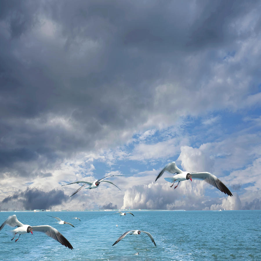 Seagulls Flying Across the Ocean Photograph by Bob Pardue