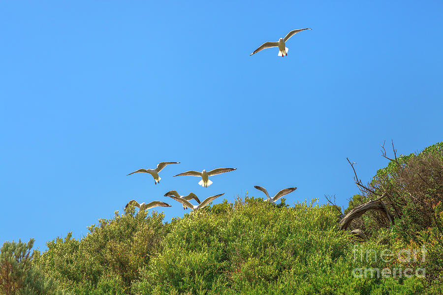 Seagulls flying in formation Photograph by Benny Marty
