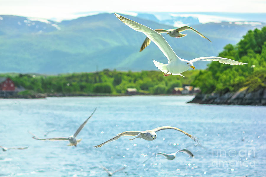 Seagulls in fiord Photograph by Benny Marty