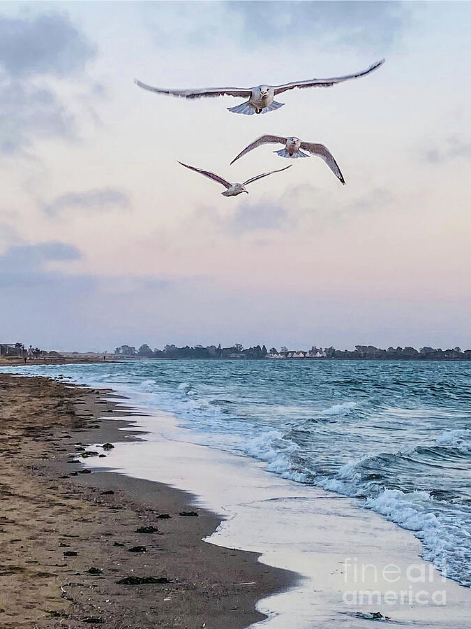 Seagulls in flight 2 Photograph by Linda Weinstock
