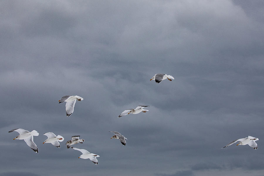 Seagulls in Flight Photograph by Denise Kopko