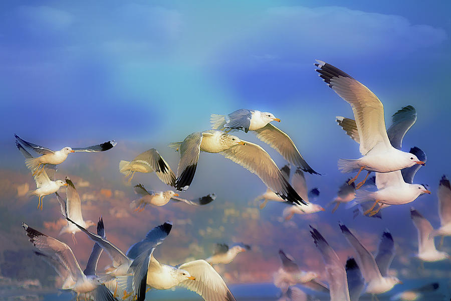 Seagulls In Flight Photograph by Jerry Cowart
