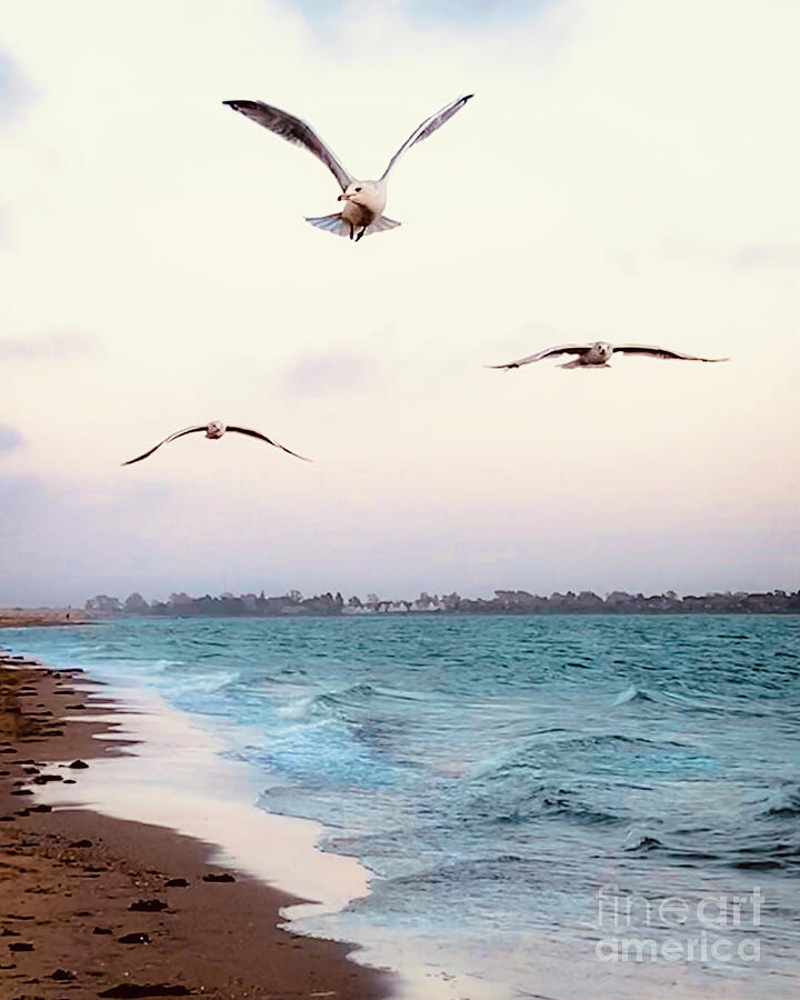 Seagulls in flight Photograph by Linda Weinstock