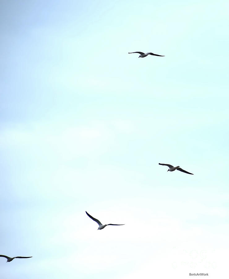 Seagulls in Flight Photograph by Roberta Byram