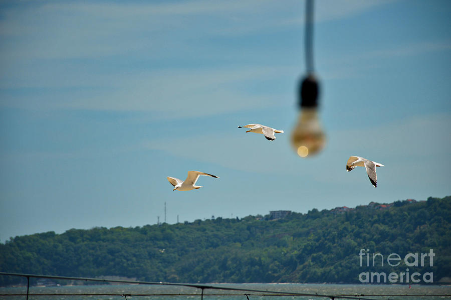 Seagulls in flight Photograph by Yavor Mihaylov