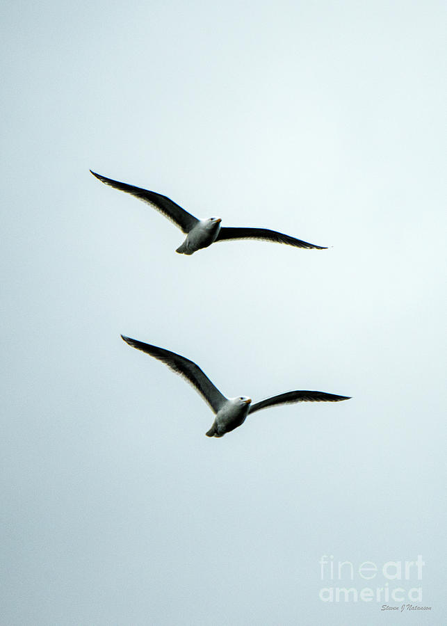 Seagulls in Formation Photograph by Steven Natanson