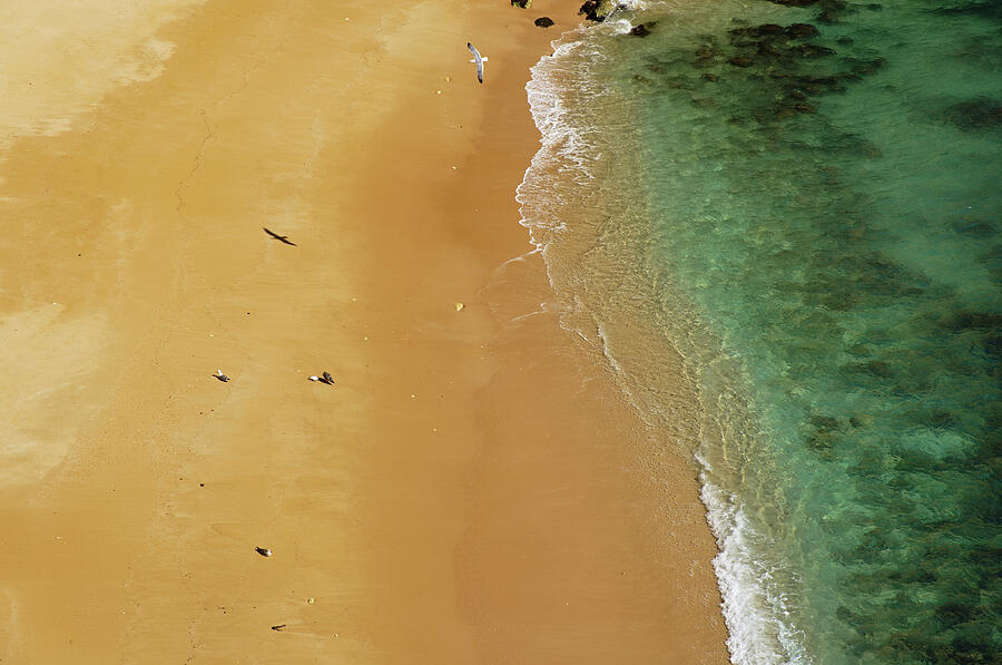 Seagulls in Praia Deserta Photograph by Angelo DeVal