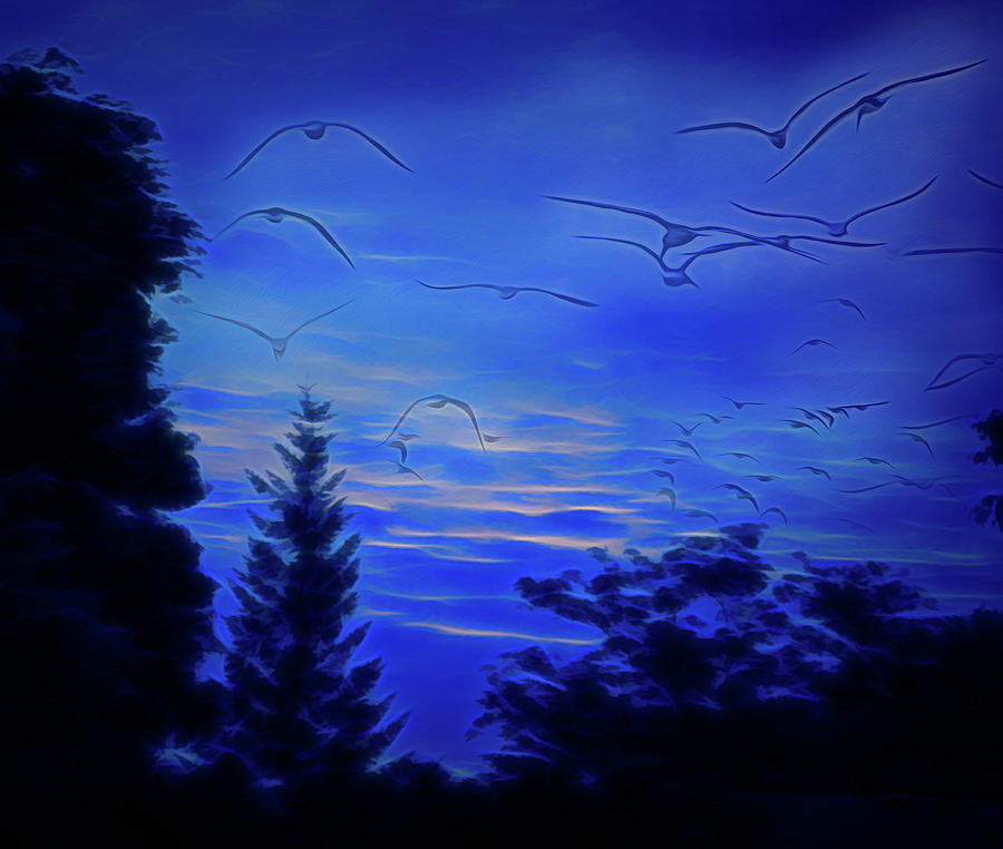 Seagulls In The Night Sky Photograph