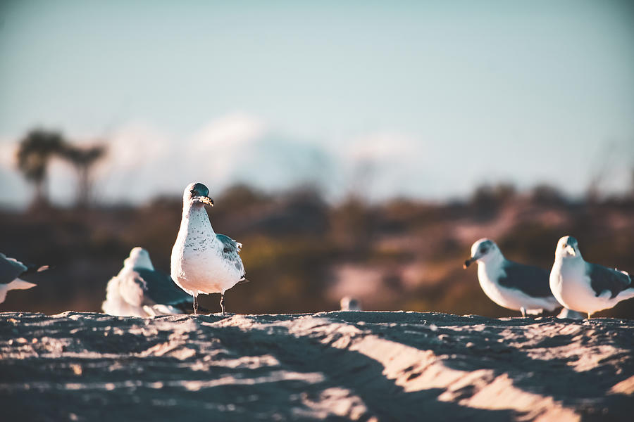 Seagulls in the Sand Photograph by Bonny Puckett