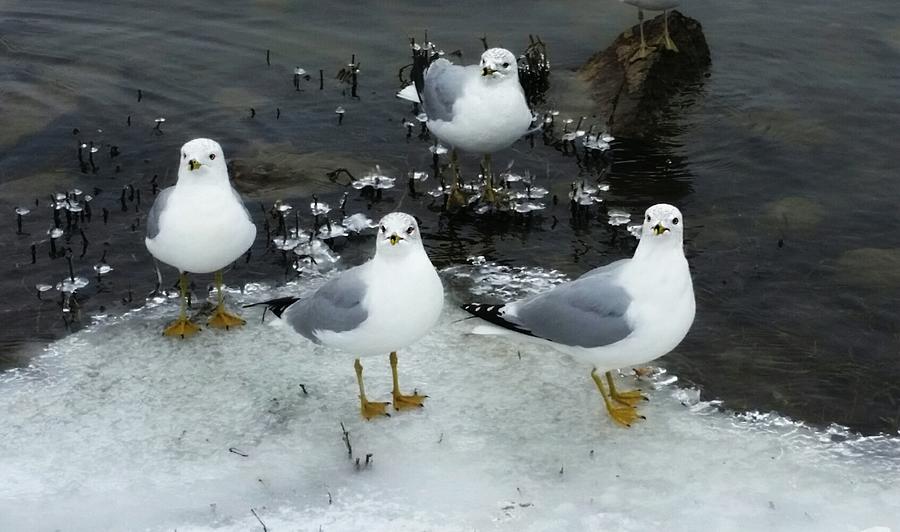 Seagulls in the Snow  Photograph by Ally White