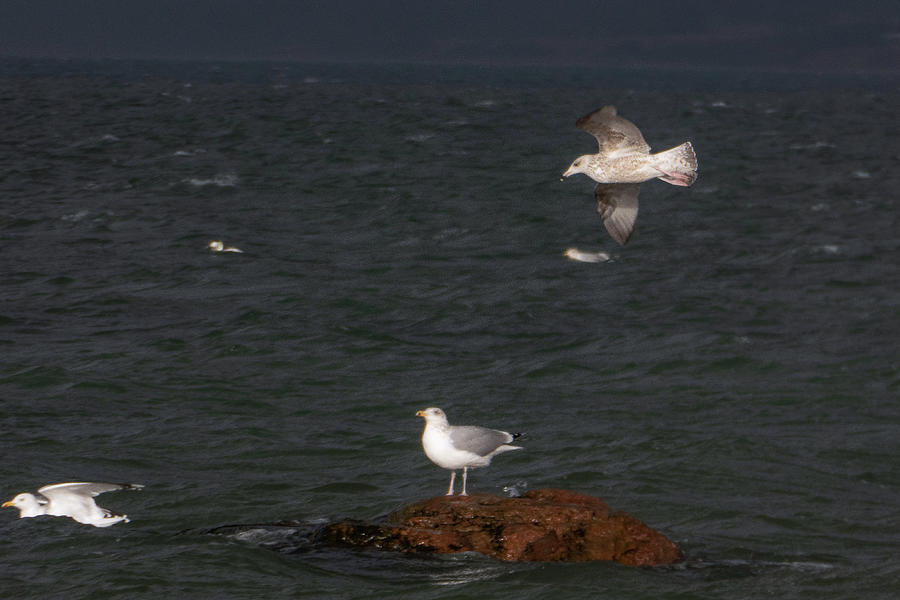 Seagull Photograph - Seagulls in the Sun on a dark day by Kim Lessel
