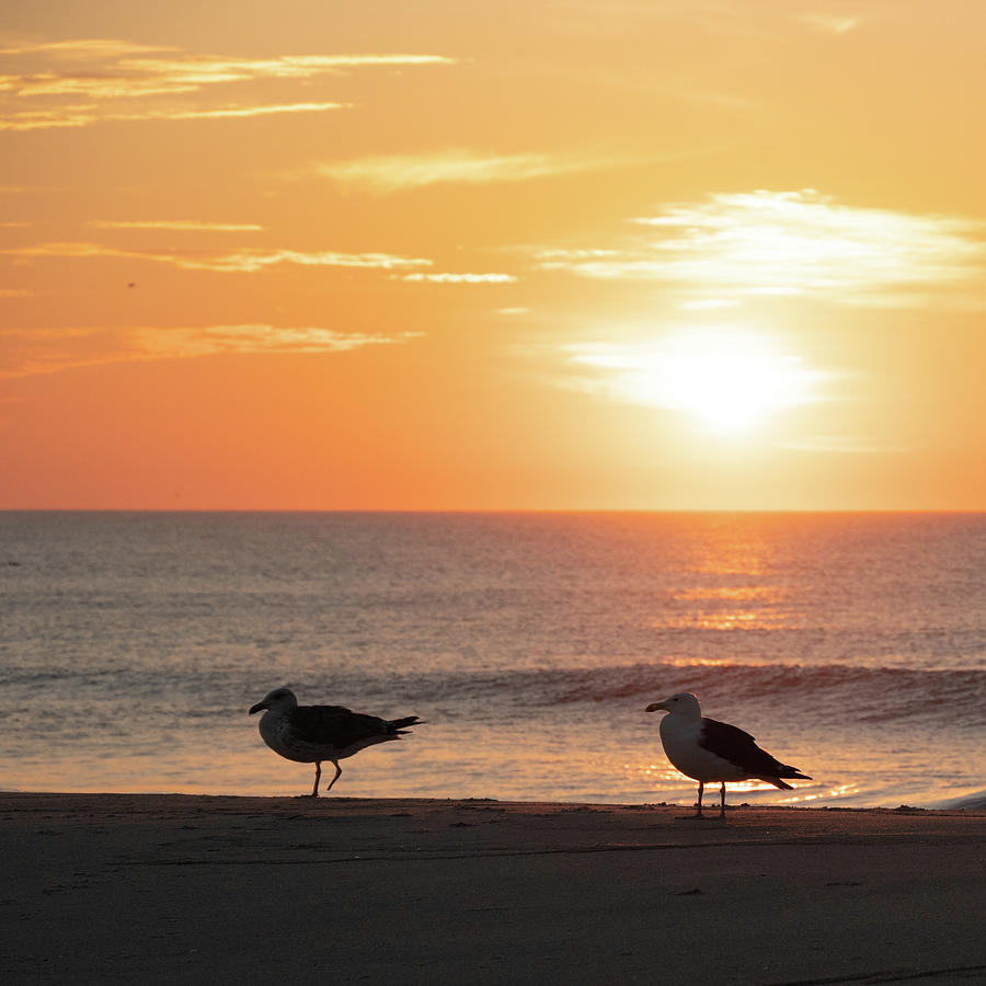 Seagulls in the Sunrise Spotlight Photograph by Matthew DeGrushe