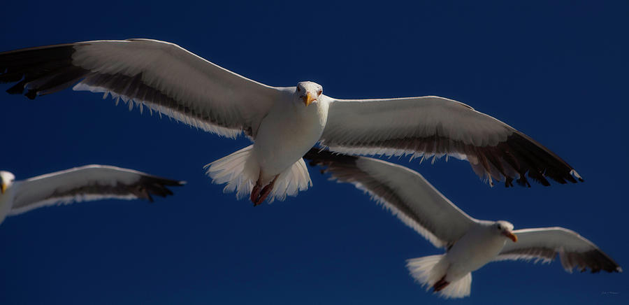 California Seagulls Photograph by John A Rodriguez