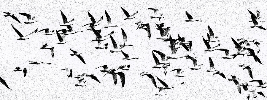Seagulls Photograph by Lorraine Baum
