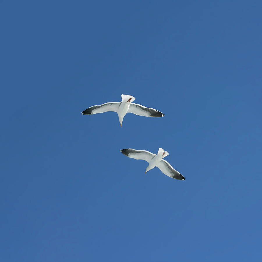 Seagulls Photograph by Masha Batkova