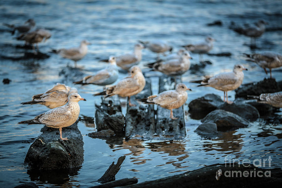 Seagulls Photograph by Mina Isaac
