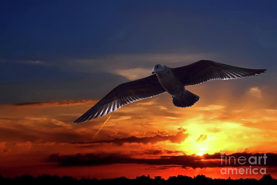 Seagulls Night Flight Photograph