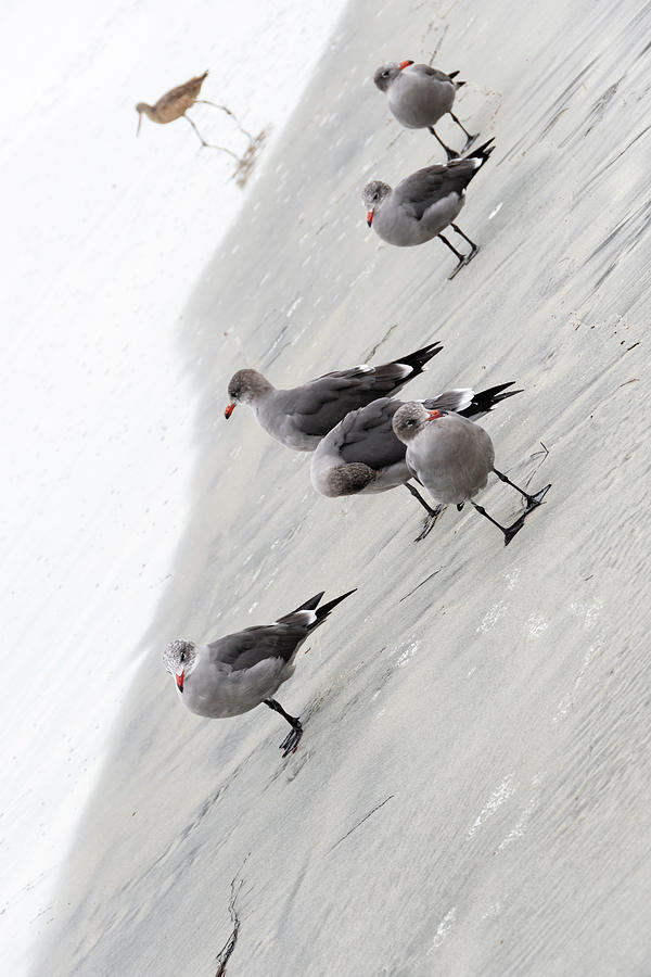 Seagulls Off Kilter Photograph