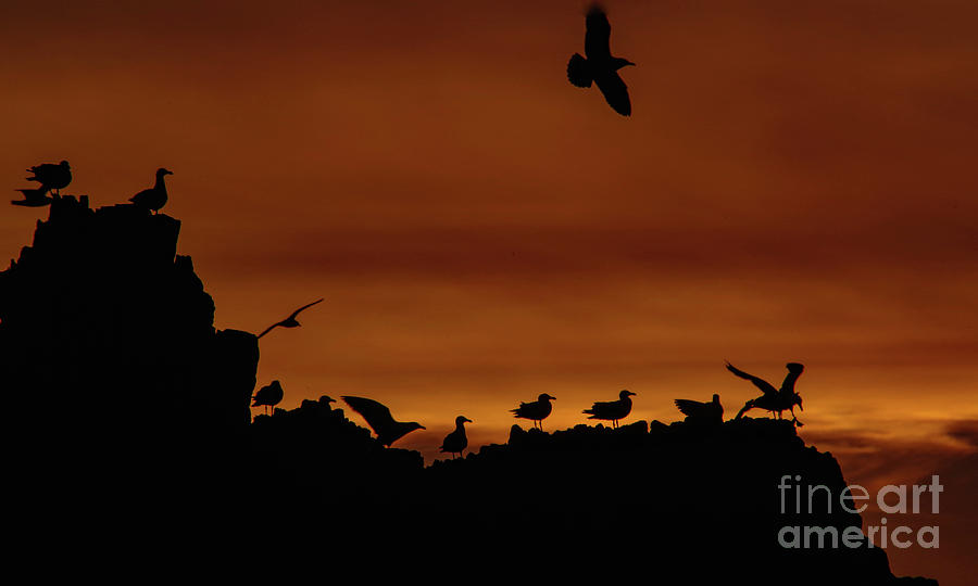 Seagulls On A Rock At Sunset Photograph