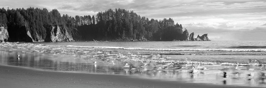 Seagulls on beach, Second Beach, Olympic National Park, Washington, USA Photograph by Panoramic Images