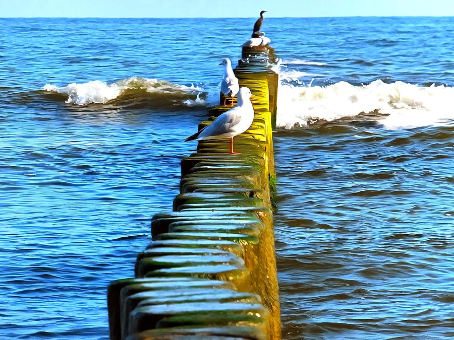 Seagulls on breakwaters Digital Art by Ralph Kaehne