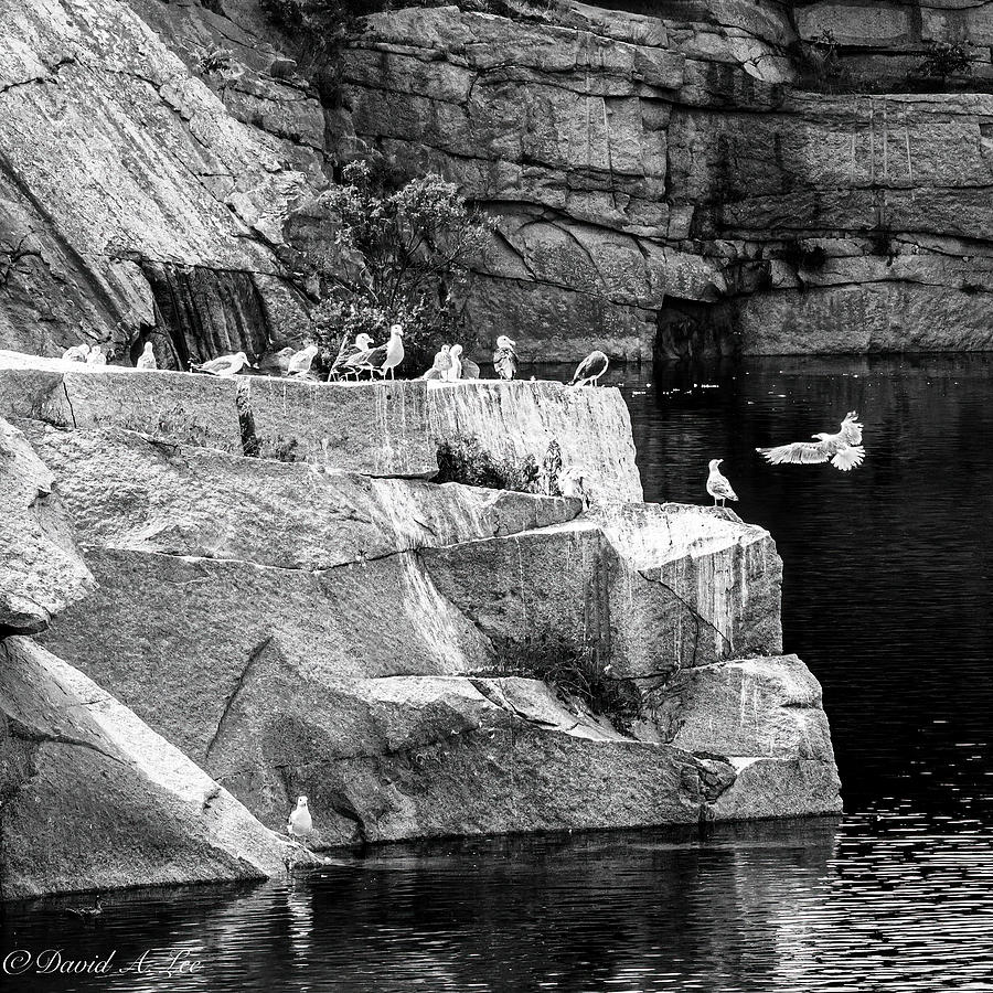 Seagulls on Granite Photograph by David Lee