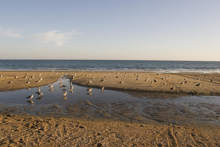 Seagulls on La Antilla Beach, Huelva Photograph by Silvia García