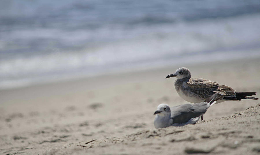 Seagulls on sand at beach Photograph by lauren pacella / FOAP