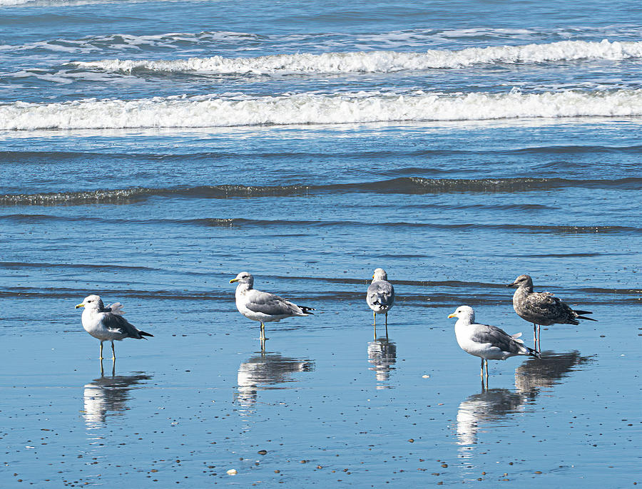 Seagulls On The Beach Photograph