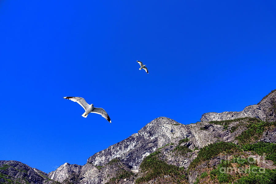 Seagulls on the Fjord Photograph by Olivier Le Queinec