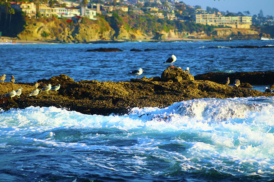 Seagulls on the Rocks Photograph by Marcus Jones