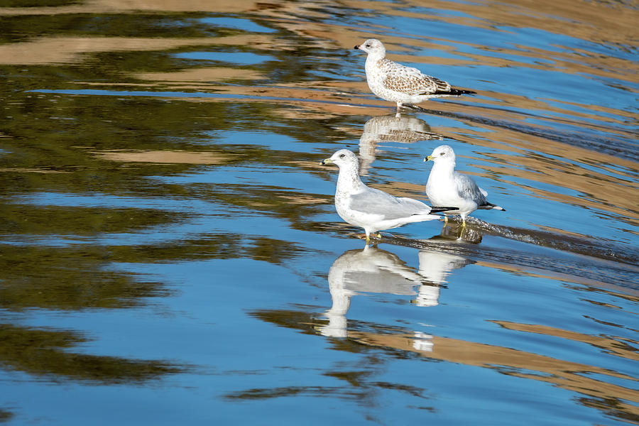 Seagulls on the Spillway Photograph by Debra Martz
