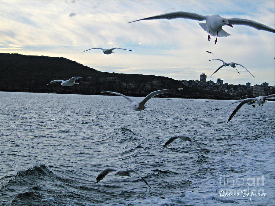 Seagulls Over Sydney Harbour Photograph by Leanne Seymour