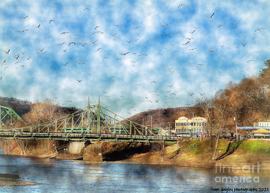 Seagulls Over The Delaware Photograph by Tami Quigley