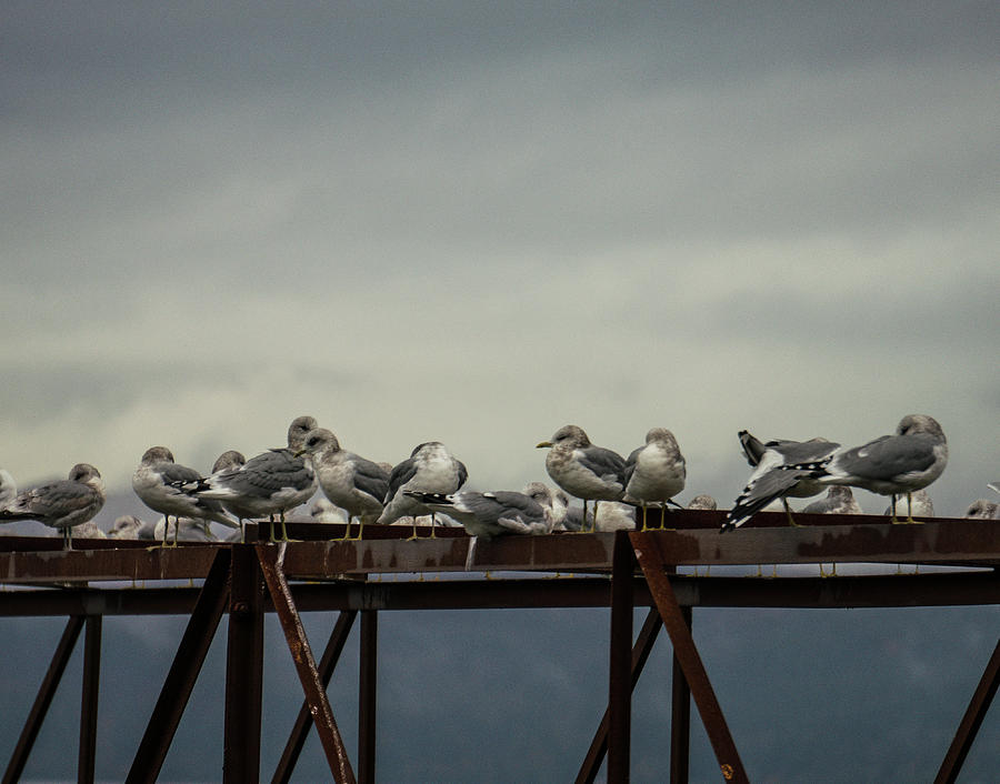 Seagulls  Photograph by Peggy McCormick