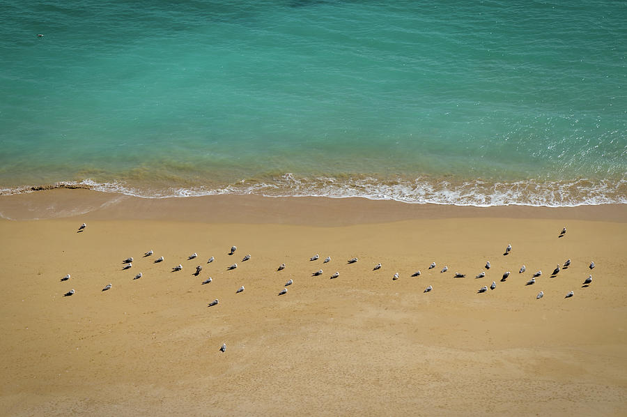 Bird Photograph - Seagulls Relaxing in Deserta Beach by Angelo DeVal