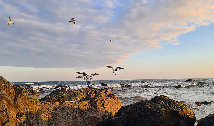 Sunset Photograph - Seagulls soaring over rocky sea shores by Adriana Gheorghe