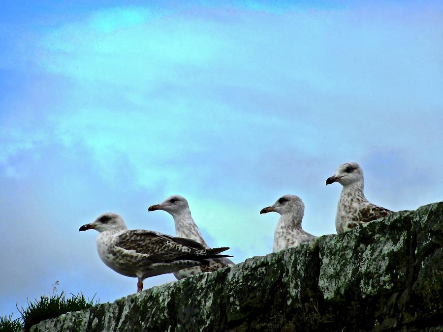 Seagulls Photograph by Stephanie Moore