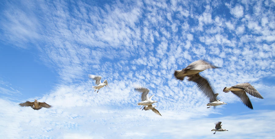 Seagulls take off Photograph by Jean-Luc Farges