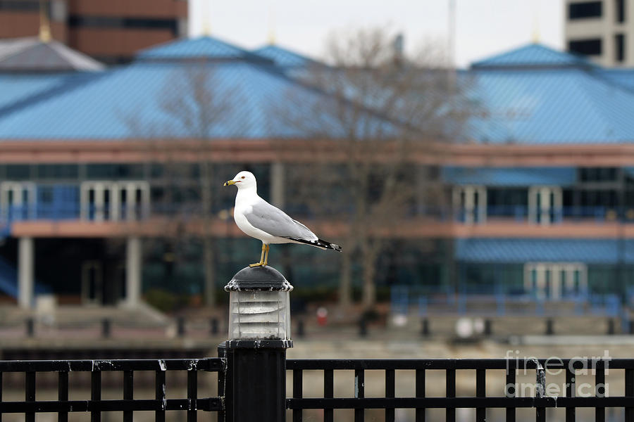 Seagulls View of Downtown Toledo 2100 Photograph by Jack Schultz