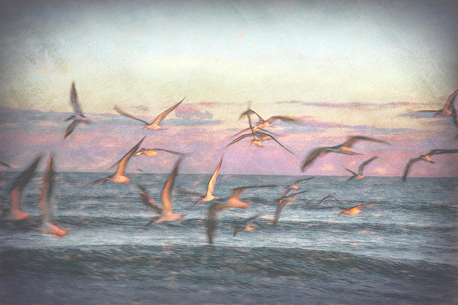 Seagulls Watercolors Photograph by Debra and Dave Vanderlaan