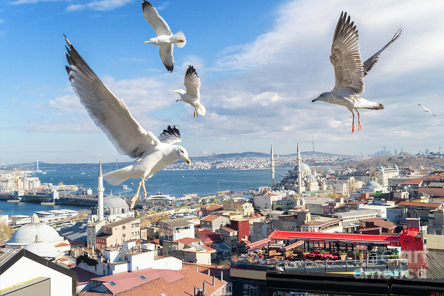 Seagulls of Istanbul Photograph by Anastasy Yarmolovich