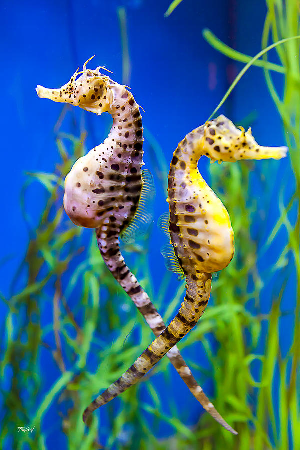 Seahorse Argument Photograph by Fred J Lord