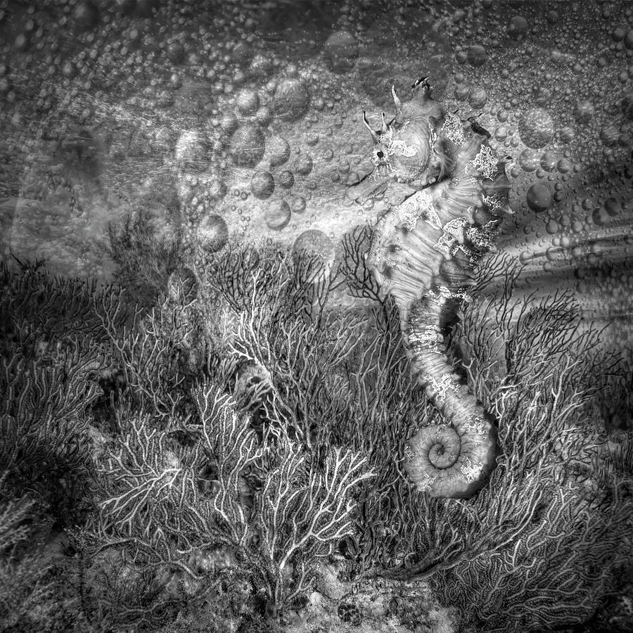 Seahorse at the Reef Black and White Photograph by Debra and Dave Vanderlaan