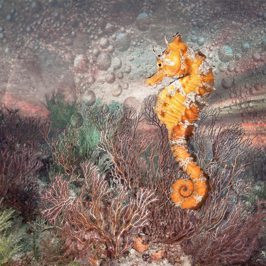 Seahorse at the Reef Soft Cottage Hues Photograph by Debra and Dave Vanderlaan