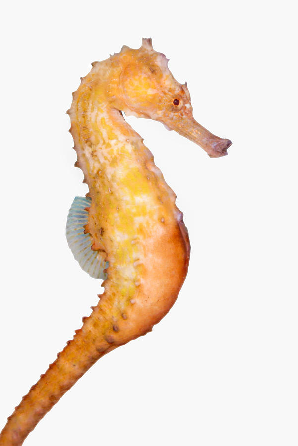 Seahorse isolated on White Photograph by Jeby69