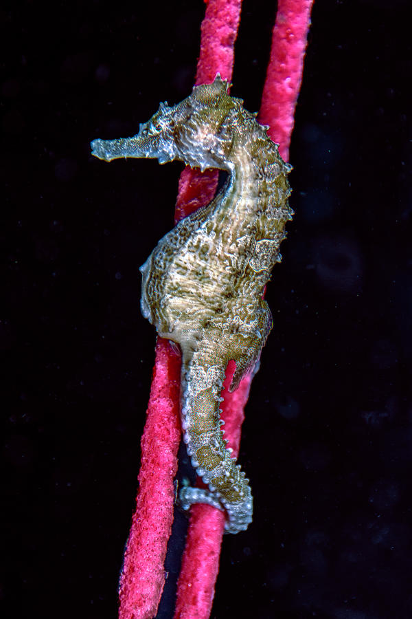 Seahorse on Gorgonian Coral Photograph by WAZgriffin Digital