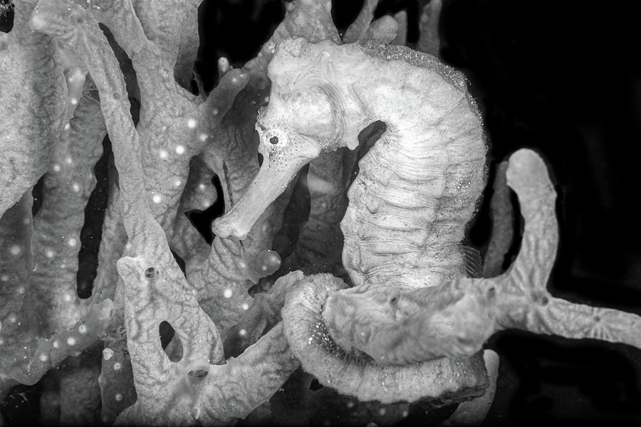 Seahorse on the Reef Black and White Photograph by Debra and Dave Vanderlaan